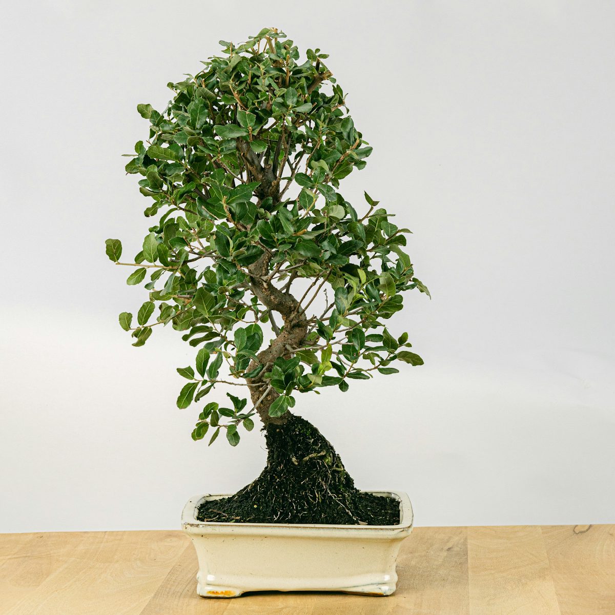 Bonsai 12 lat Quercus CP12