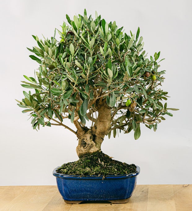 Bonsai 18 let Olea Europaea