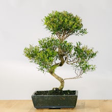 Bonsai 10 años Syzigium Buxifolium