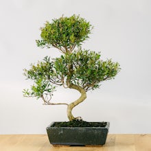 Bonsai 10 ans Syzigium Buxifolium