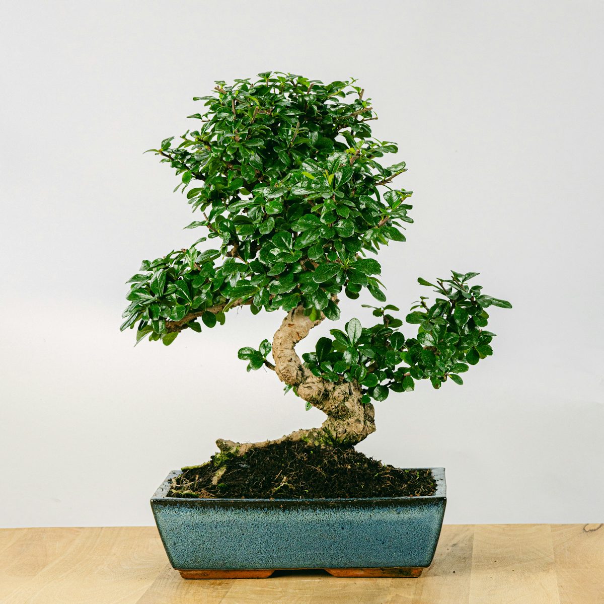 Bonsai 16 lat Carmona microphylla