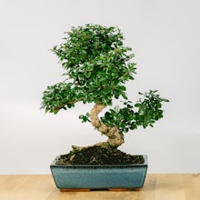 Bonsai 16 años Carmona microphylla