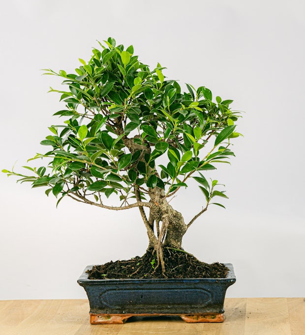 Bonsai 16 años Ficus retusa