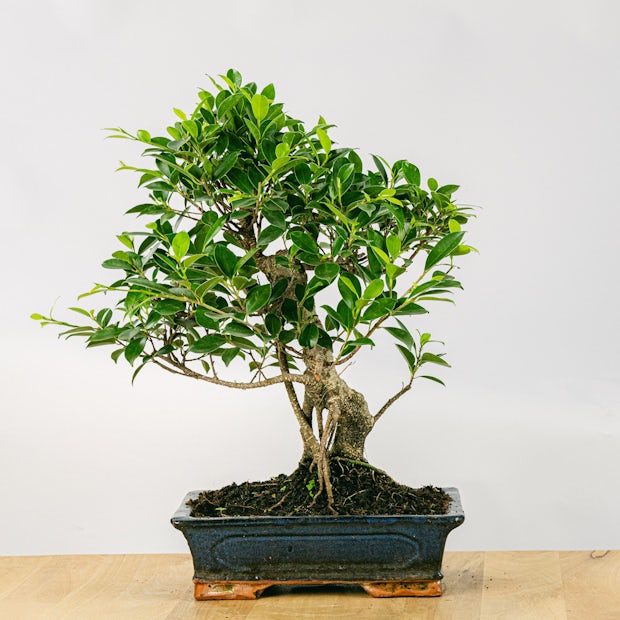 Buy online Bonsai Ficus retusa 16 years old - A hardy bonsai 