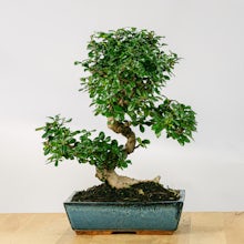 Bonsai 16 anni Carmona microphylla