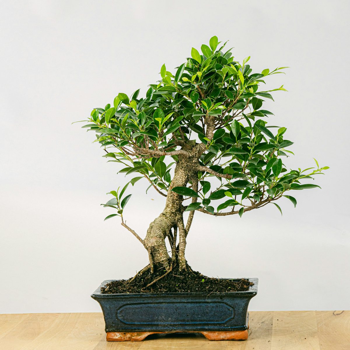 Бонсай Ficus retusa (16 лет)