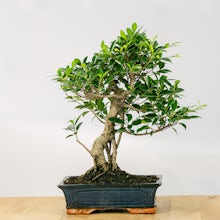 Bonsai Ficus retusa (16 years old)