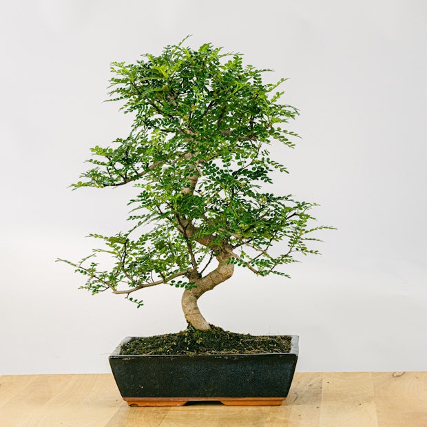 Bonsai Zanthoxylum Piperitum 16 Jahre