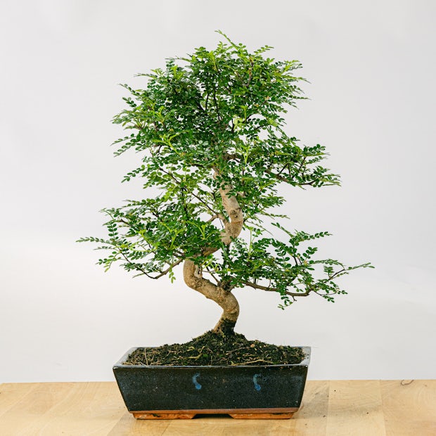 Bonsai Zanthoxylum Piperitum 16 lat