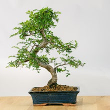 Bonsai Zelkova (16 years old) related pic
