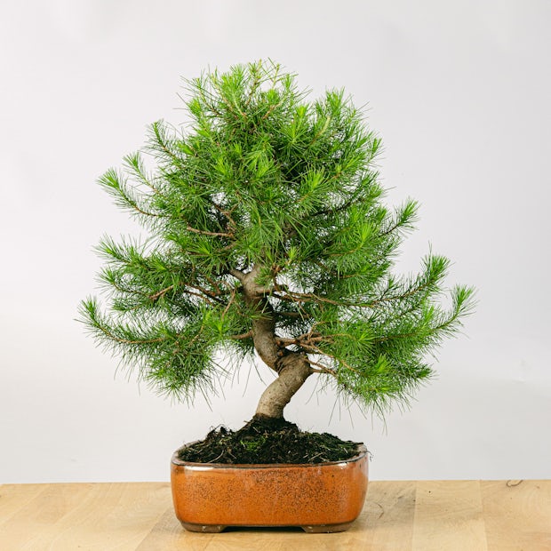 Bonsaï 17 ans Pinus halepensis