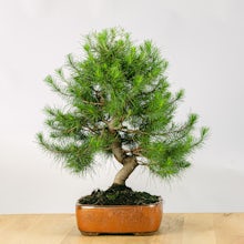 Bonsai de 17 anos Pinus halepe... related pic
