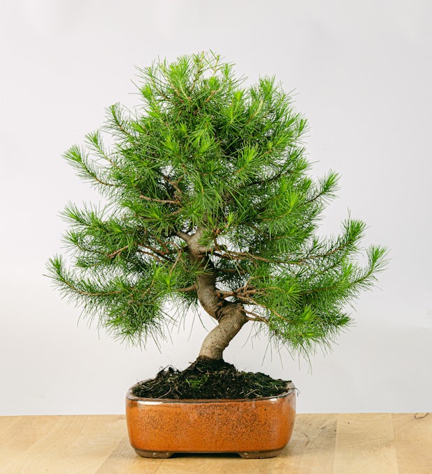 Bonsai de 17 anos Pinus halepensis