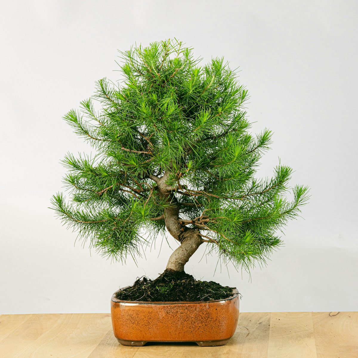 Bonsái 17 años Pinus halepensis