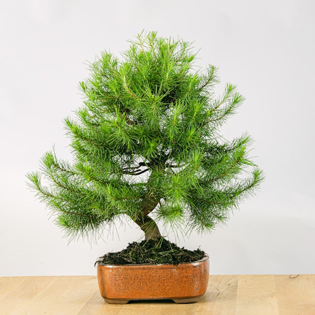 Bonsai de 17 anos Pinus halepensis