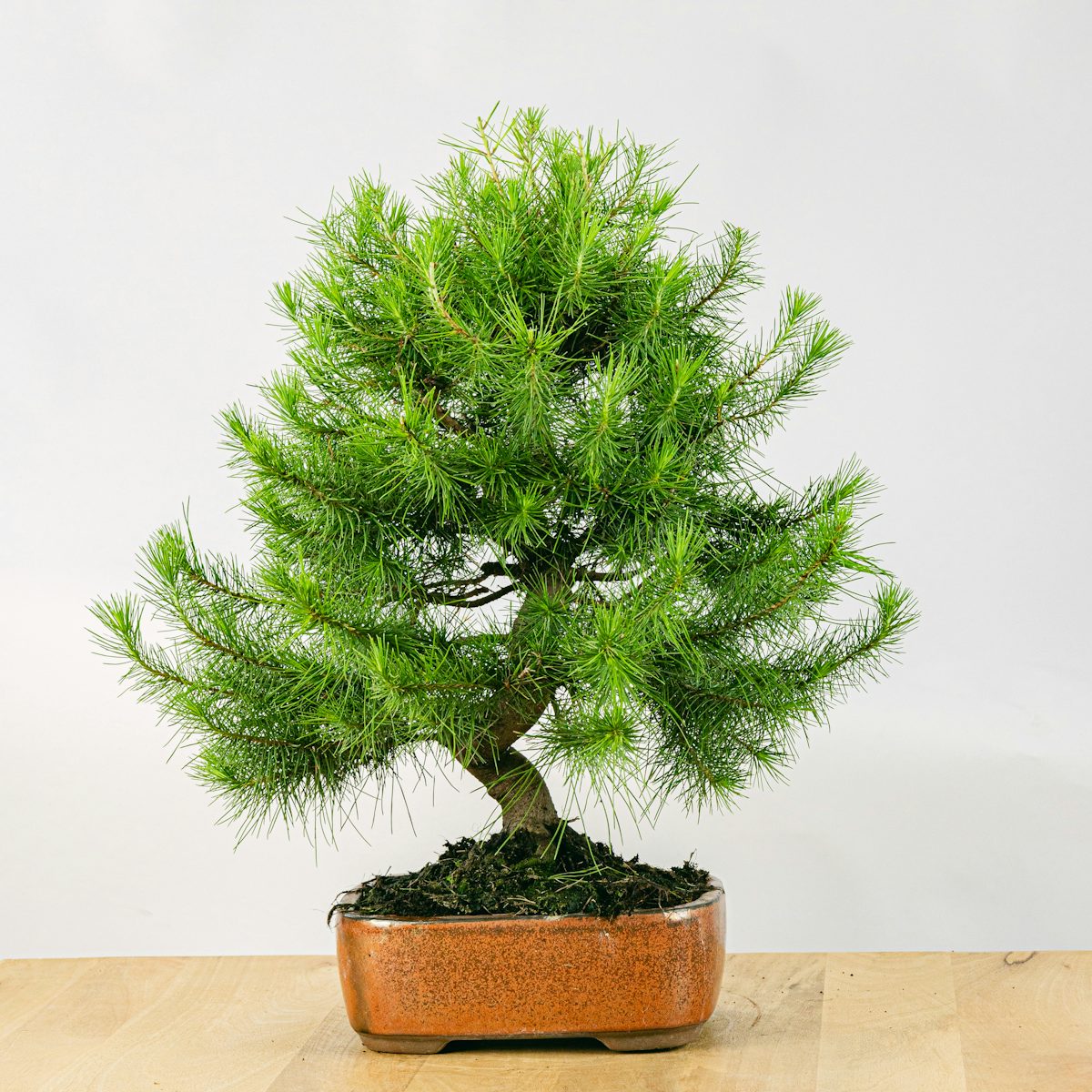 Bonsái 17 años Pinus halepensis