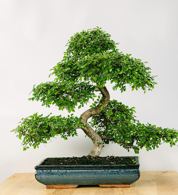 Bonsai 24 anos Zelkova parvifolia