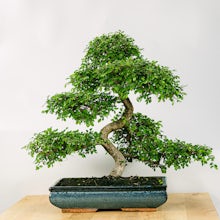 Bonsai 24 jaar oude Zelkova pa... related pic