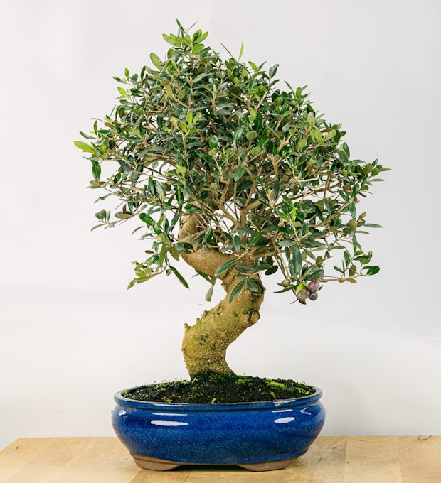 Bonsai 21 år gammal Olea Europaea