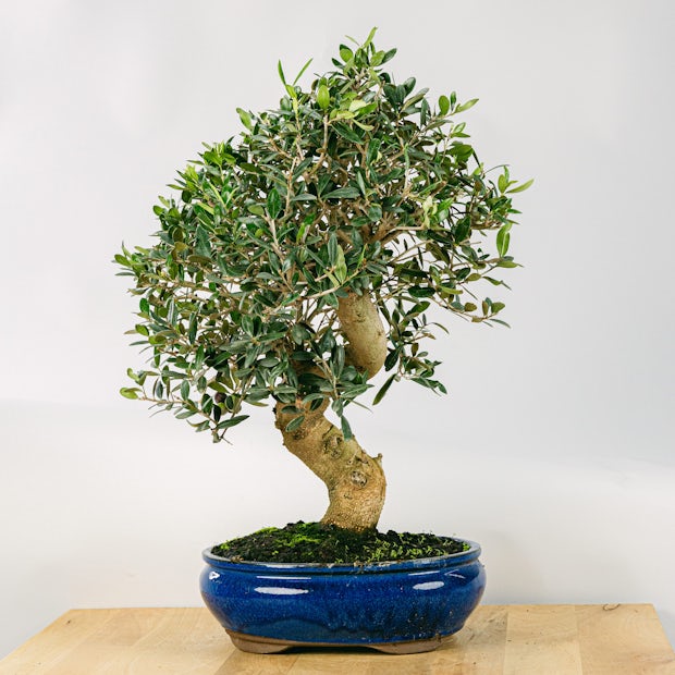 Acquistare Bonsai Olivo - Un olivo en miniatura 