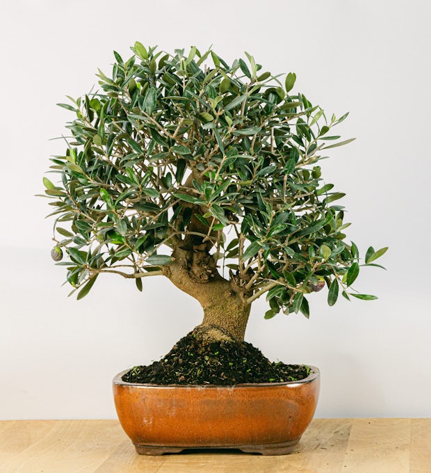 Bonsai 18 år gammal Olea Europaea