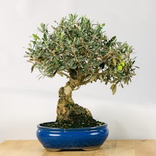 Bonsai 20 años Olea Europaea