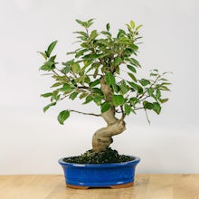 Bonsai 17 years old Malus sp related pic
