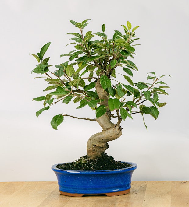 Con alambre aprende cómo hacer un árbol de bonsai para tu casa ~