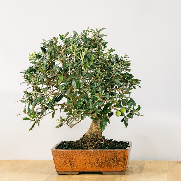 Acquistare Bonsai Olivo - Un olivo en miniatura 