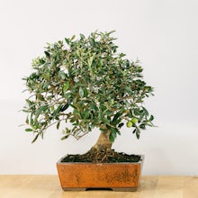 Bonsai 17 años Olea Europaea