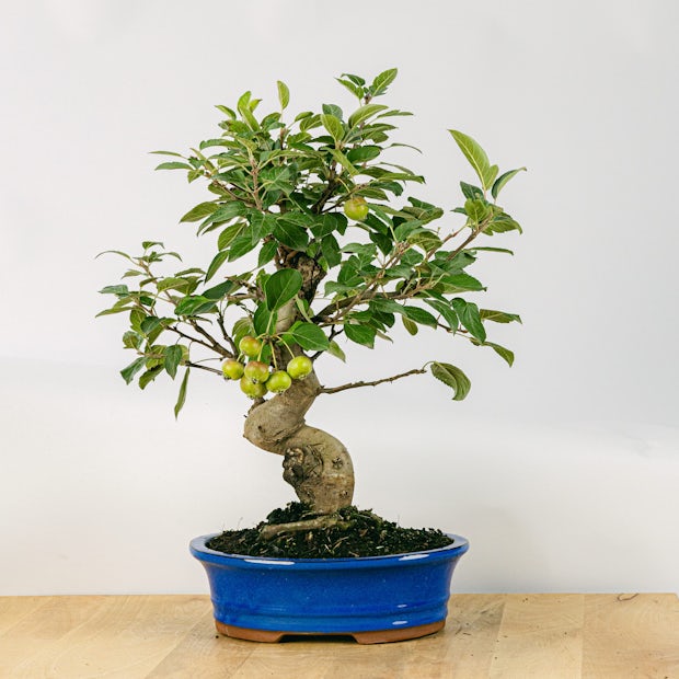 Buy online Bonsai 17 years old Malus sp 