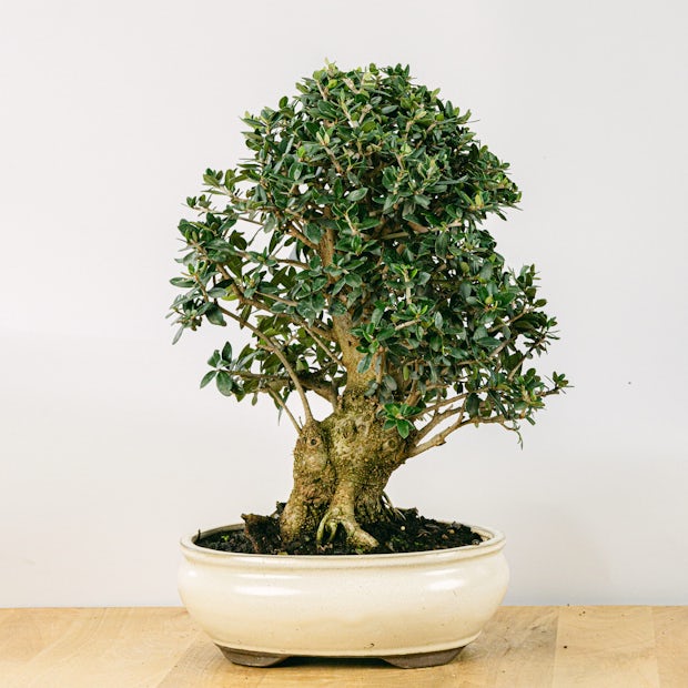 Acquistare Bonsai Olivo - Un olivo en miniatura 