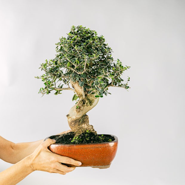 Acquistare Bonsai Olivo - Un olivo en miniatura 