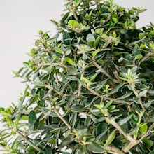 Bonsai 18 años Olea Europaea