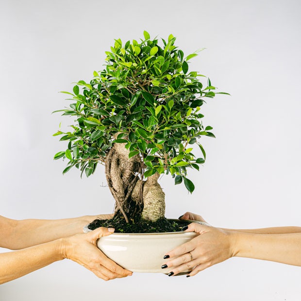 Acquistare Bonsai Ficus retusa 21 anni- Un bonsai resistente - Be