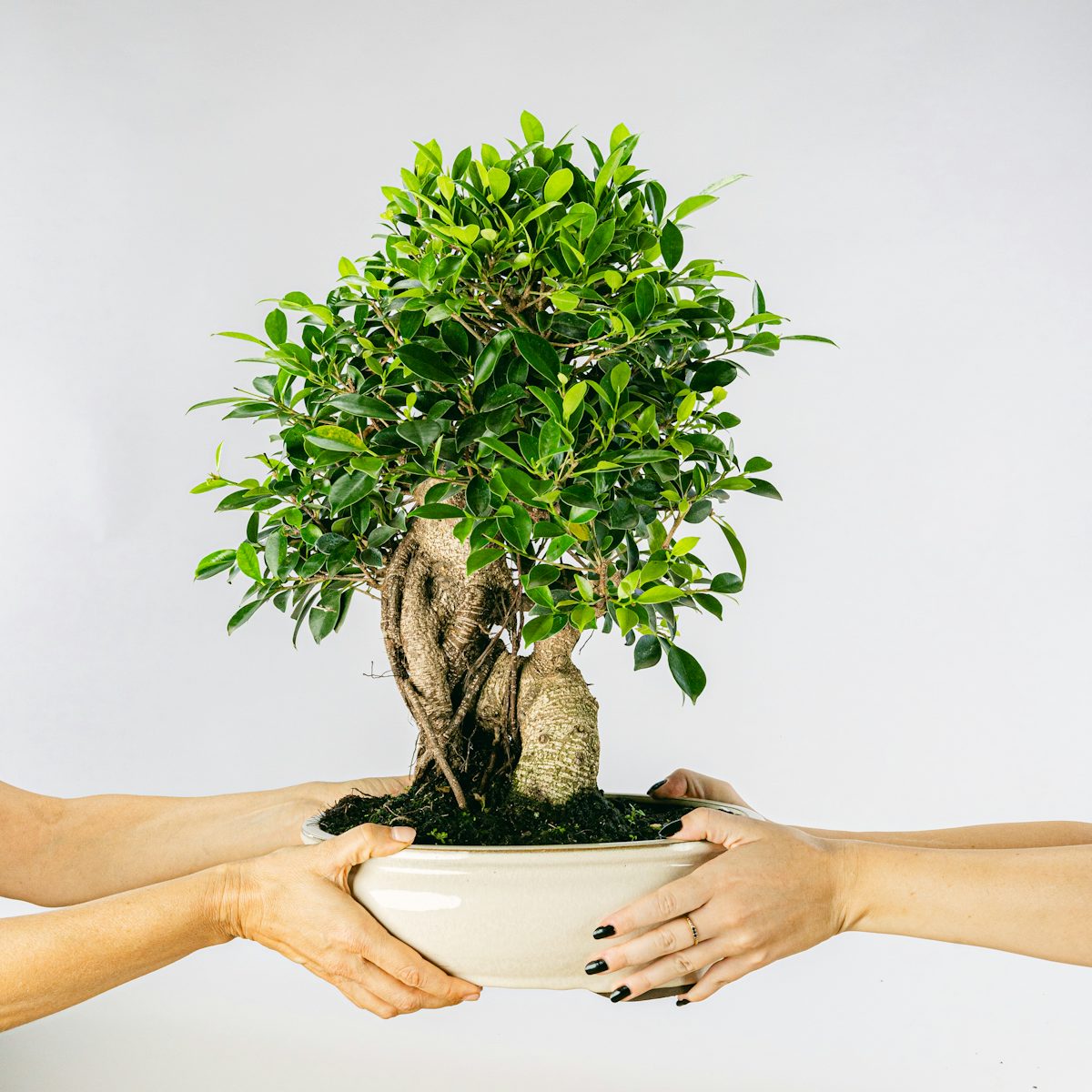 Bonsai 21 anni Ficus retusa
