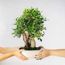 Bonsai Ficus retusa 21 Jahre alt