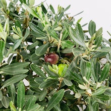 Bonsai 20 años Olea Europaea