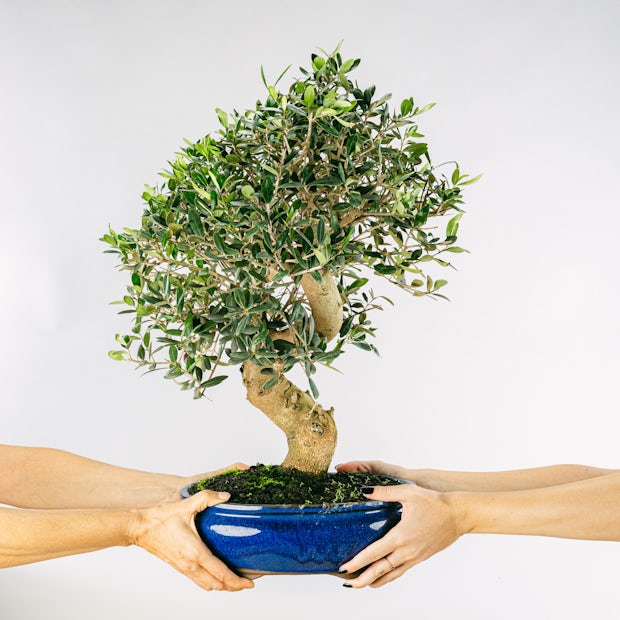 Acquistare Bonsai Olivo - Un olivo en miniatura 