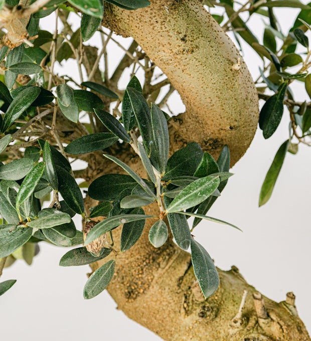 Bonsai 21 år gammel Olea Europaea