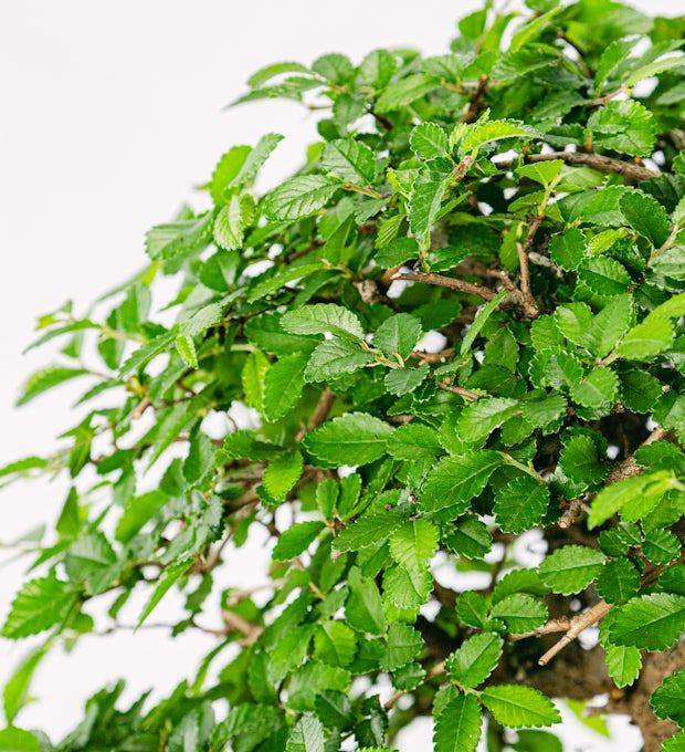 Bonsai Zelkova parvifolia 24 Jahre alt