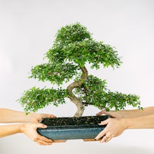 Bonsai 24 años Zelkova parvifolia