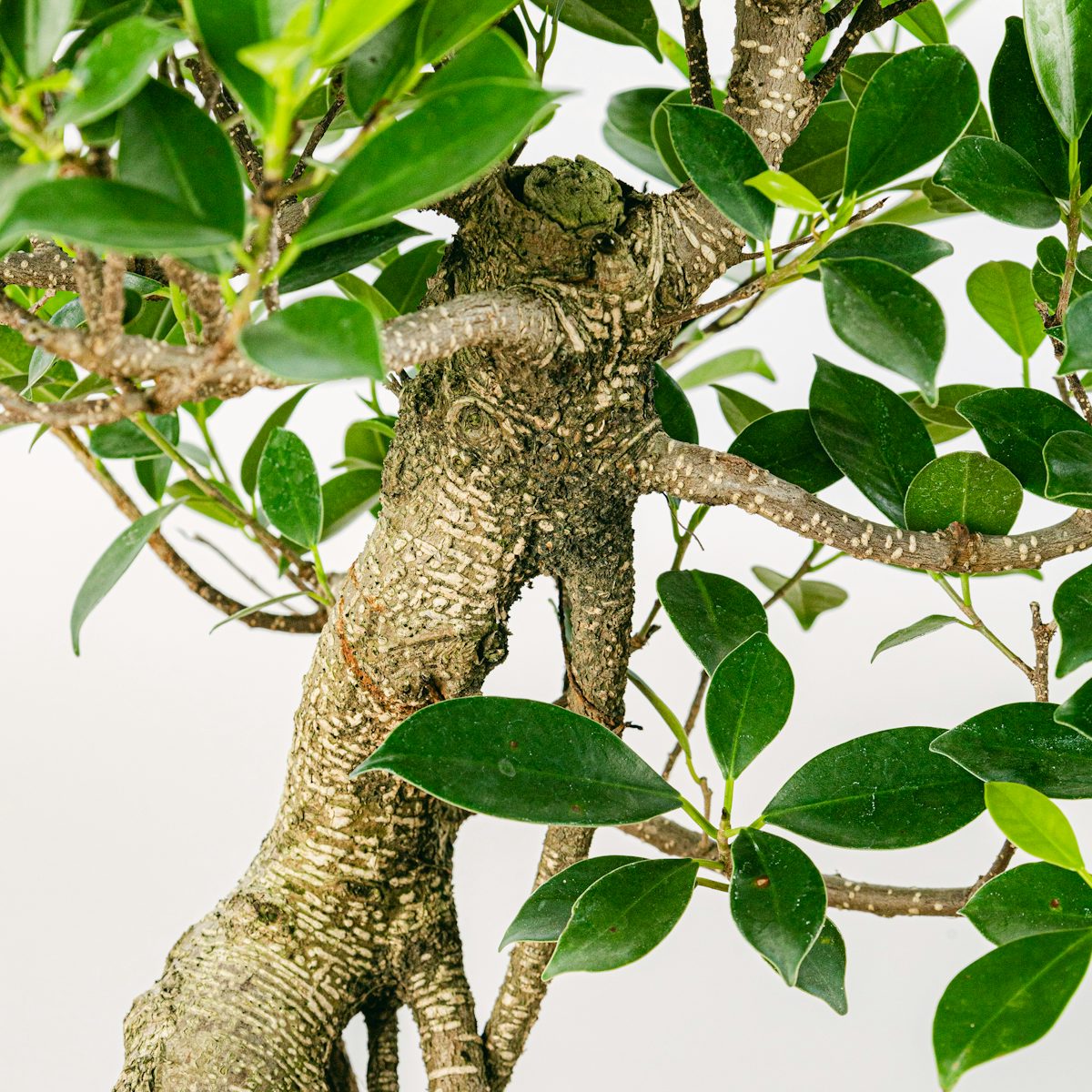 Bonsai Ficus retusa 16 ans