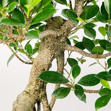 Bonsai Ficus retusa 16 anos de idade