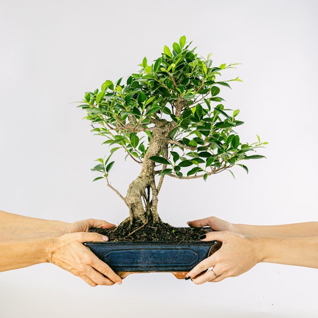 Acquistare Bonsai Ficus retusa 16 anni- Un bonsai resistente 