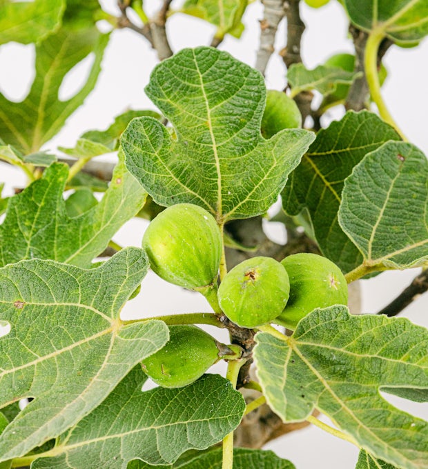 Bonsai 12 år gammel Ficus carica