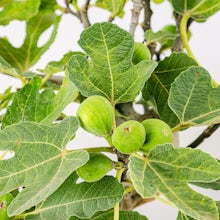 Bonsai 12 lat Ficus carica