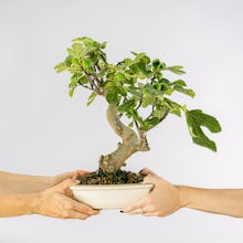 Bonsaï 12 ans Ficus Carica