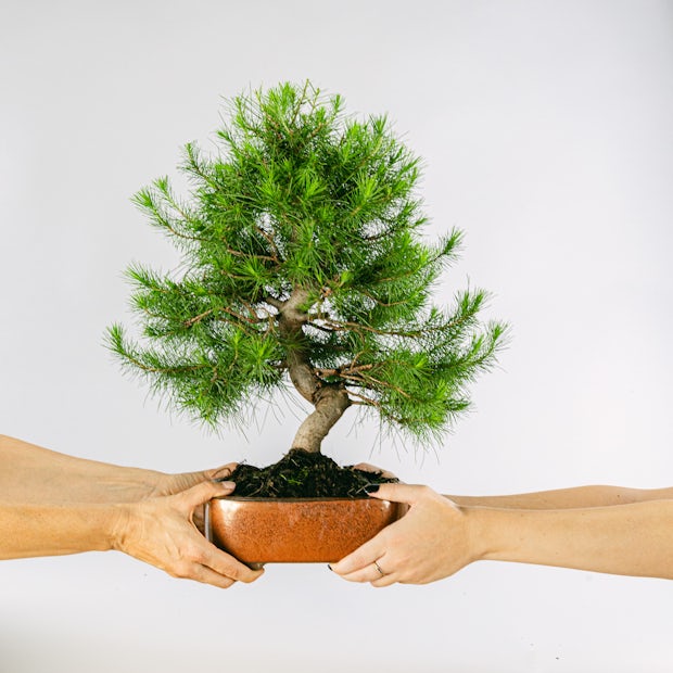 Бонсай 17 лет Pinus halepensis