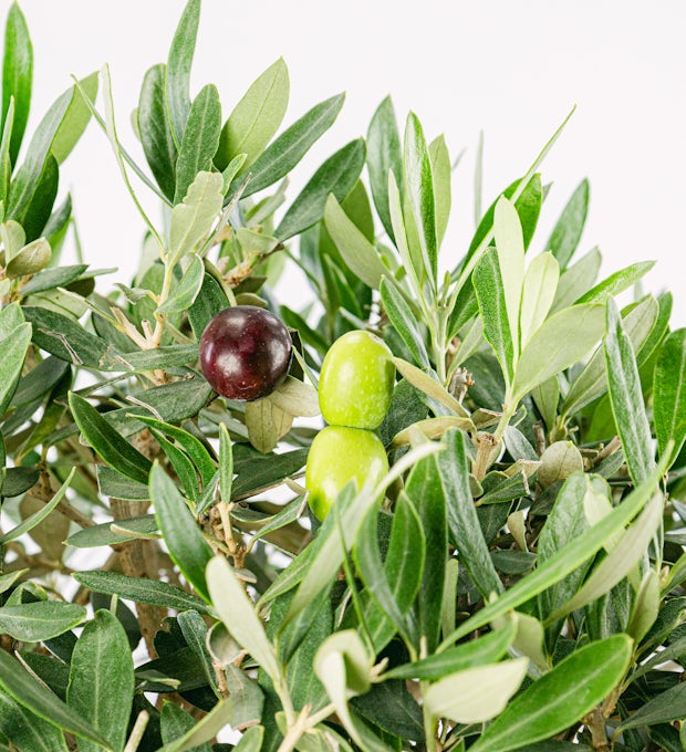 Bonsai Olea Eurpoea (18 years old)